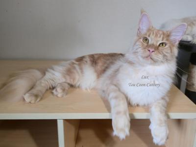 Lux Red Smoke - Maine Coon - Gallery Photo #1