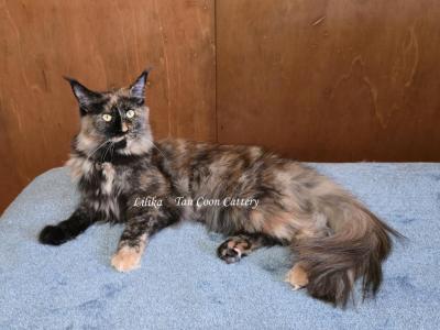 Lilika Tortie - Maine Coon - Gallery Photo #1