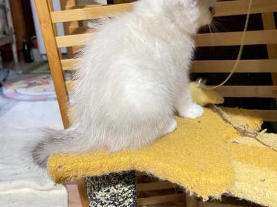 Sky - British Shorthair - Gallery Photo #1