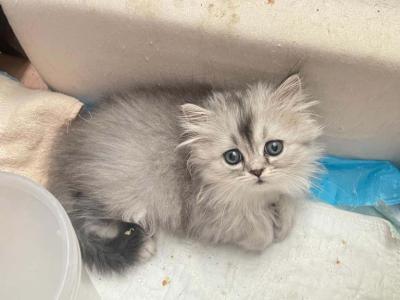 Daria - Scottish Fold - Gallery Photo #1
