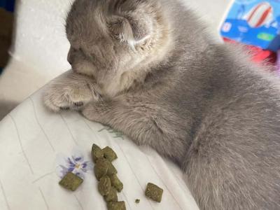 Maria - Scottish Fold - Gallery Photo #1