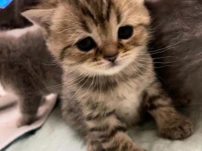 Oscar - Scottish Fold - Gallery Photo #1