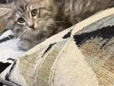 Hawk - Maine Coon - Gallery Photo #1