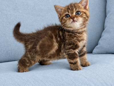 Marble Chocolate Scottish Kitten - Scottish Straight - Gallery Photo #1