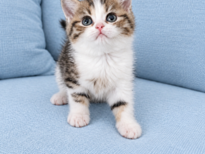 Bella Scottish Kitten - Scottish Straight - Gallery Photo #1