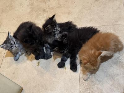 Halloween Bunch - Maine Coon - Gallery Photo #1