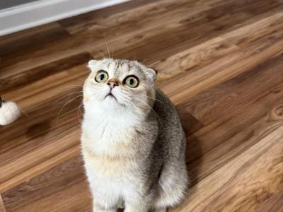 Nina - Scottish Fold - Gallery Photo #1