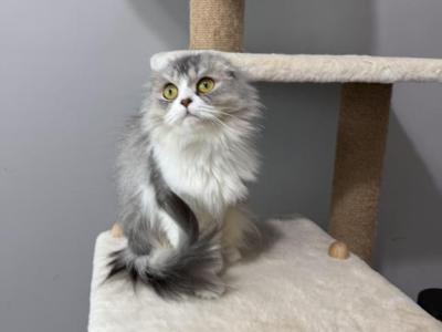 Stormy - Scottish Fold - Gallery Photo #1