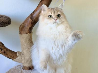 Taro - British Shorthair - Gallery Photo #1