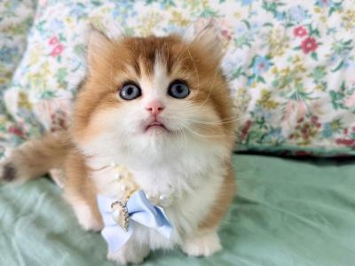 Teddybear - Minuet - Gallery Photo #1
