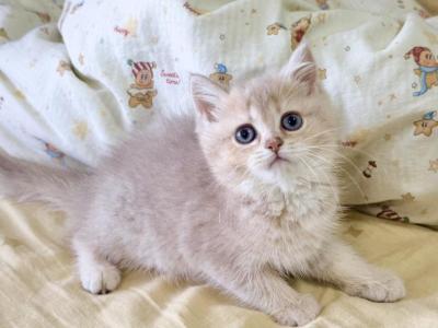 Winnie - British Shorthair - Gallery Photo #1