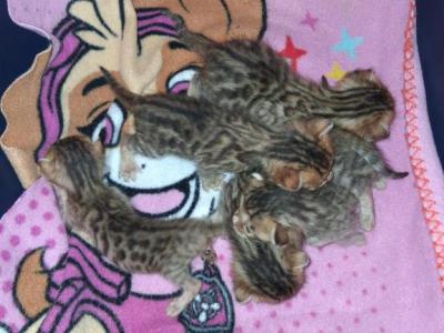 Sadie's Litter - Bengal - Gallery Photo #1