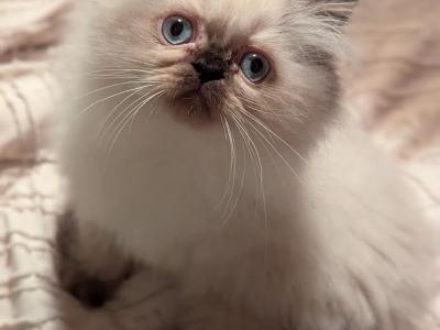 Dollface Male CFA Seal Point Himalayan - Himalayan - Gallery Photo #1