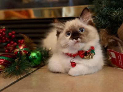 Sunny Mixed Breed Siberian Sphynx Domestic Mixed - Siberian - Gallery Photo #1