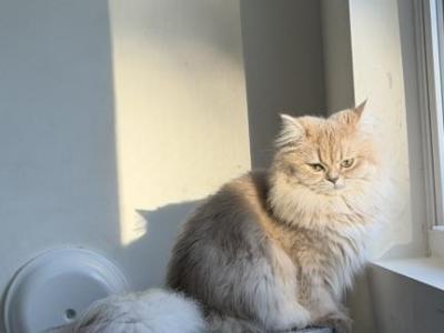 Clara Lilac Golden - British Shorthair - Gallery Photo #1