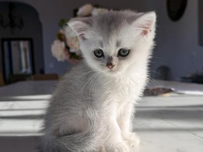 British Shorthair Silver Chinchilla Male - British Shorthair - Gallery Photo #1