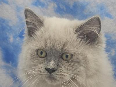 Blue Point - Ragamuffin - Gallery Photo #1