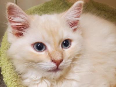 Greyson - Ragdoll - Gallery Photo #1