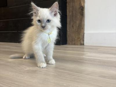 Anoires Yellow Collar - Ragdoll - Gallery Photo #1