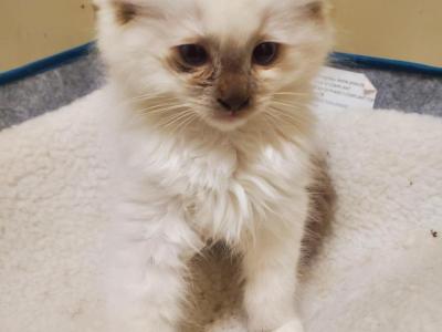 Timon - Ragdoll - Gallery Photo #1