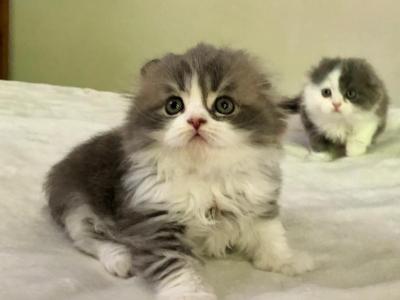 Blue Litter - Scottish Fold - Gallery Photo #1