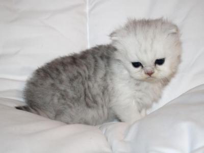 Shaded Silver Male Persian Kitten Baron - Persian - Gallery Photo #1