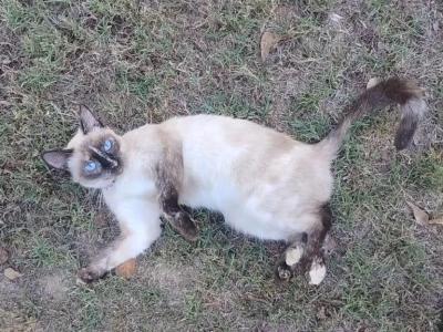 Marnie Siamese Polydactyl - Siamese - Gallery Photo #1