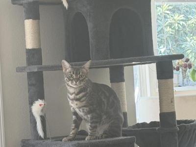Blu - Bengal - Gallery Photo #1