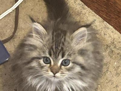 Athena - Persian - Gallery Photo #1
