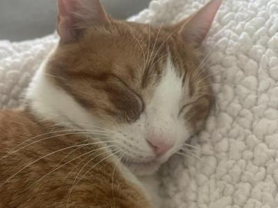 Cleo - American Shorthair - Gallery Photo #1