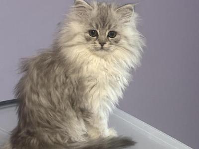 Penelope - Persian - Gallery Photo #1