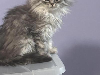 Calypso - Persian - Gallery Photo #1