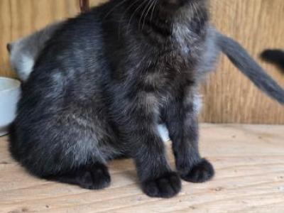 Georgia - Russian Blue - Gallery Photo #1