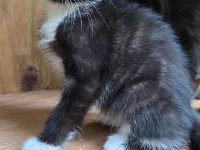 Teddy - Russian Blue - Gallery Photo #1