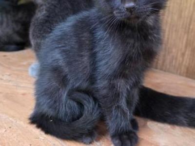 Peanut - Russian Blue - Gallery Photo #1