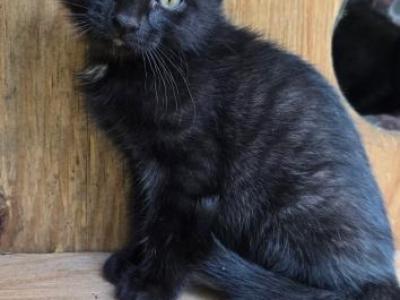 George - Russian Blue - Gallery Photo #1
