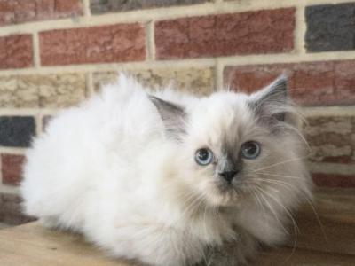Willow - Himalayan - Gallery Photo #1