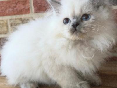 Pearl - Himalayan - Gallery Photo #1