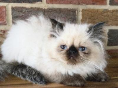 Mochi - Himalayan - Gallery Photo #1