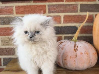 Oliver - Himalayan - Gallery Photo #1