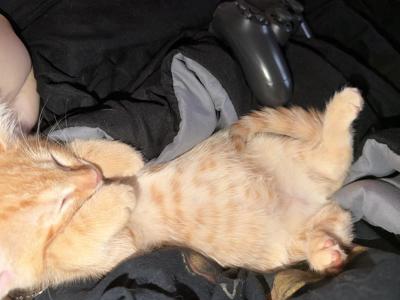Dumpring - American Shorthair - Gallery Photo #1