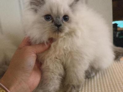 Aurora - Himalayan - Gallery Photo #1