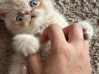 Exotic Shorthair - Exotic - Gallery Photo #1