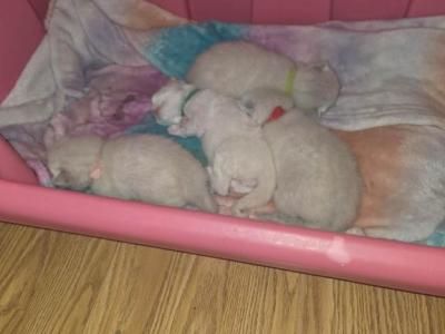 Buttercup's Balinese Litter - Balinese - Gallery Photo #1