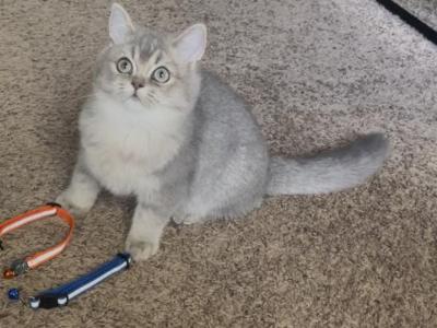 Bee - British Shorthair - Gallery Photo #1