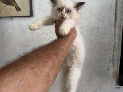 Sam - Ragdoll - Gallery Photo #1