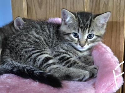 Persian Bengals - Bengal - Gallery Photo #1