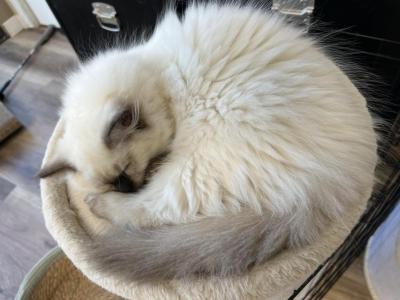 Sylvia - Ragdoll - Gallery Photo #1