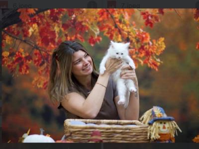 Bluey's Litter - Maine Coon - Gallery Photo #1