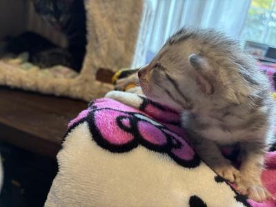 Marshmallow - Bengal - Gallery Photo #1